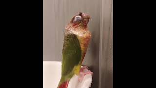 Funny And Smart Parrots #shorts #talkingparrot