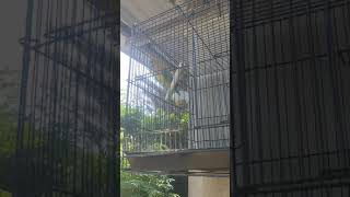 Kicauan Lovebird yang Menenangkan - 1 Menit Relaksasi"