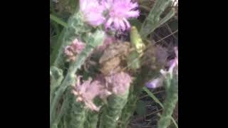 Lynx Spider With Eggsack