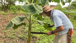 VARIEDAD DE CULTIVOS EN SOLO 4000  MTS.