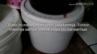 Memijahkan Ikan Cupang Episode 4 (Mengecek pemijahan dan mengangkat indukan betina)