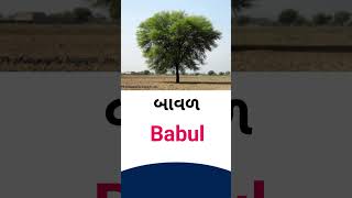 Babul  meaning in Gujarati -English dictionary