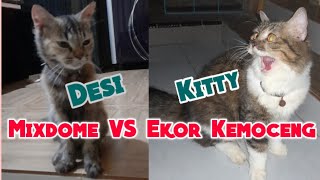 Kucing mixdome Persia VS Kucing Ekor Kemoceng, Desi merasa kehilangan anak-anak nya