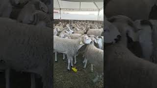 اكباش (حوالا) العيد في  مرجان سيدي سليمان 2022 /26/06👍👌🐏🐑