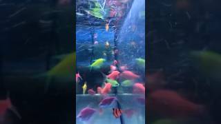 just keep swimming #fish #neonfish