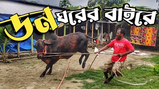 বড় গরুটা দেখার জন্য ঘর থেকে বের করলাম ||  Purbasha Agro