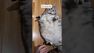 FAT KITTYYYY🥰🥰🥰🐈‼️subscribe for more *repost*