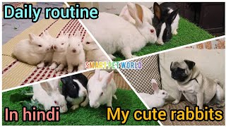 Daily life routine of my cute bunnies 🐰❤️