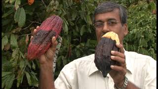 Cocoa Farming - Pest & Disease Control - An Initial Guide