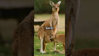 Mind-Blowing Facts About Kangaroo!