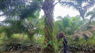 PANEN POKOK SEDANG MENGGUNAKAN SENJATA DODOS 🌴