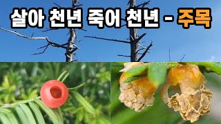 살아 천년 죽어 천년 - 주목