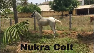 Nukra Colt Run Freely