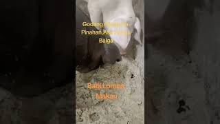 Babi Lomba Makan 🐖🐷#pig#peternakrumahan #ternakbabi#anakbabi