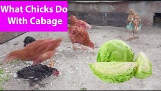 Chicken Feeding Videos Chicken Vs Cabage