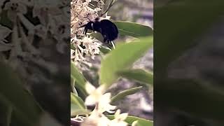 Bumble bee pooping!