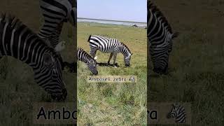 #zebra #kenya #safari #animal #wildlife #safariphotography #halfmaasai