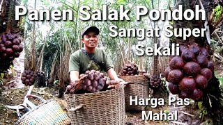 Salak Pondoh Panen Hari ini Sangat Memuaskan