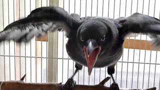 American Crow update June 1st, 2011