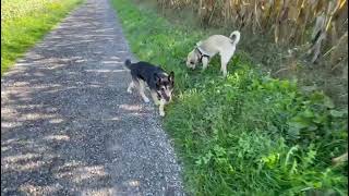 auf Tour mit seinen Hundekumpels