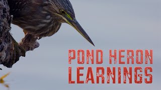 Pond Heron fishing #Zen and #jungle #learnings from #birds #wildlife #fishing #nature #india