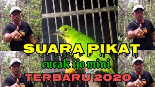 SUARA PIKAT CUCAK IJO MINI TERBARU 2020