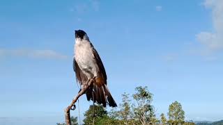 suara burung kutilang ampuh ||cocok sekali buat mikat