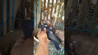 باضت بعد سنه راحه🥰🔥#pigeon