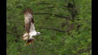 _ Vogelbeobachtung Fischadler - Jagd. Mit Erfolg. Mit Karpfen. Zeitlupe aktivieren!