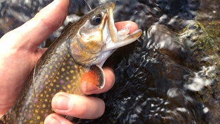 HOW TO CATCH BROOK TROUT BROWN TROUT AND RAINBOWS IN A CREEK