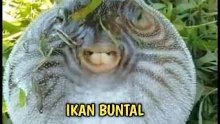 tangkap ikan : kan buntal || Ikan unik