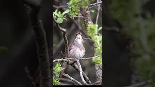 Beautiful Bird Sound#satisfying#oddlysatisfying