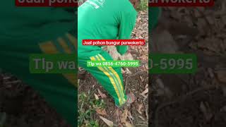 jual pohon bungur purwokerto , berbagai ukuran  #pohonbungur #bungurtampungan TLP wa 085647605995