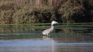 Airone alle saline