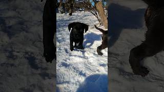 Щенки лабрадора первый раз на прогулке. /Labrador puppies for the first time for a walk.#shorts