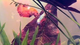 Pinky the betta fish is courting, but not successful 🤣