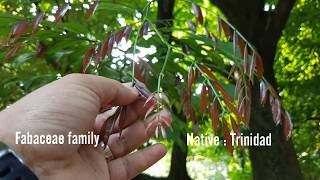 Eperua falcata Aubl. Wallaba Tree