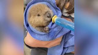 Saving injured beavers and giving them a second chance at life | Animal rescue compilation