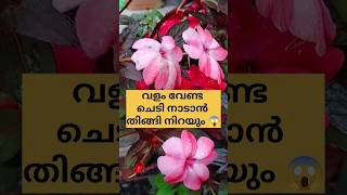 വളം വേണ്ട ചെടി നടാൻ /poppy vlogs