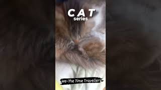 Cat Series #cat #youtubeshorts #catshorts