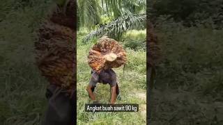 Buah sawit Super 90 kg  Di angkat satu orang#