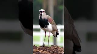 QUERO-QUERO (Vanellus chilensis)