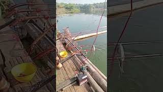 Mancing Jatigede Sanggutan Siang Rakit Jalok Spot Mancing Sukaratu#shots