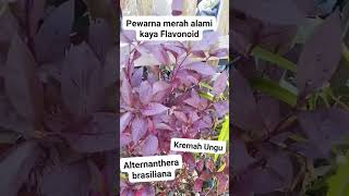 Rumput Ajaib!! Pewarna Makanan Merah Alami!!! #viralkan #kebun #viralvideo #gardening #berkebun