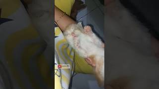 Persiapan nambah kelahiran kucing #catlover #kucinglucu