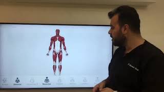 pes anserinus bursitis