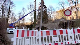 35-Meter-Pappeln  waren eine Gefahr (Sanssouci)