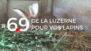 DE LA LUZERNE POUR VOS LAPINS │LFDT #69