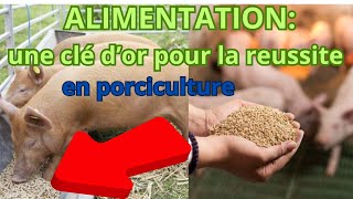 alimentation: une clé d'or pour la réussite porciculture( gold Key to success in pig breeding)