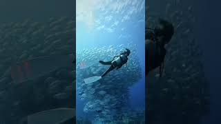 Scuba Diving Sea life